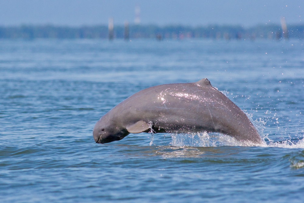 irrawaddy dolphin what to do in Kratie