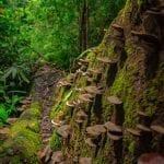 Cardamom Tented Camp: Saving Rainforests