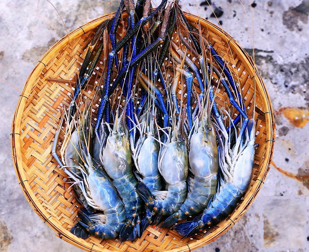 Mekong Lobster: The River of Sapphire