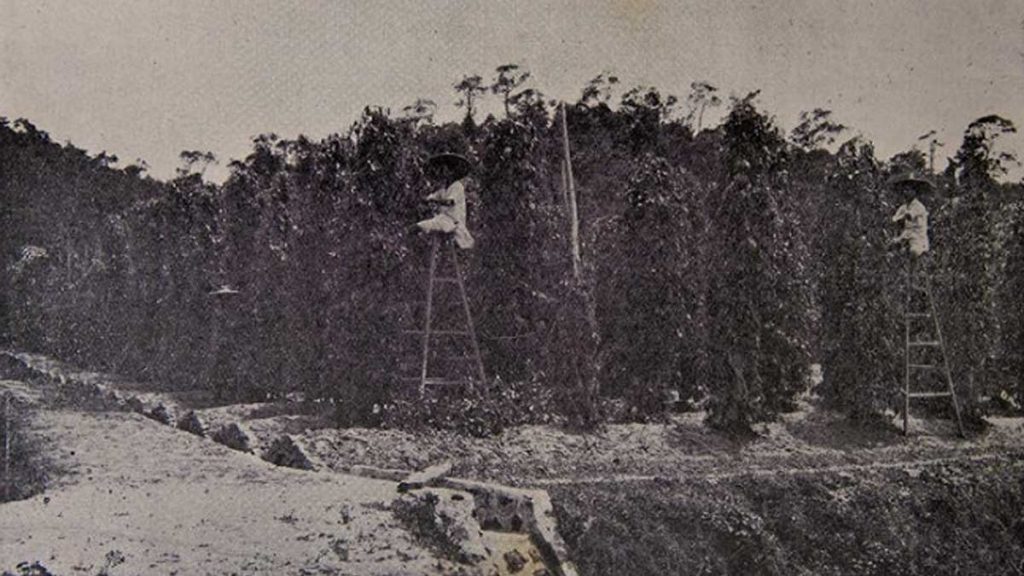 Kampot Pepper Plantation in the 1930s